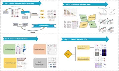 Mast cell marker gene signature: prognosis and immunotherapy response prediction in lung adenocarcinoma through integrated scRNA-seq and bulk RNA-seq